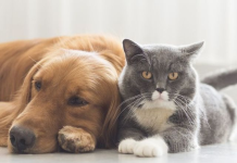 இரட்டிப்பாகும் நாய்கள் மற்றும் பூனைகள் மீதான வரிகள்