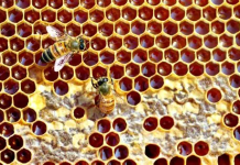 ஆஸ்திரேலியாவில் பிசாசு போன்ற கொம்புகளைக் கொண்ட புதிய தேனீ கண்டுபிடிப்பு