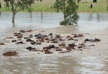 குயின்ஸ்லாந்து வெள்ளத்தில் இறந்த 40,000க்கும் மேற்பட்ட கால்நடைகள்